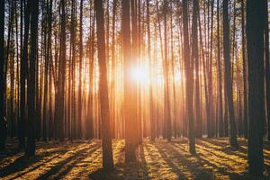 raggi di sole illuminante il tronchi di pino alberi a tramonto o Alba nel un presto inverno pino foresta. estetica di Vintage ▾ film. foto