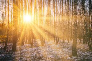 il di sole raggi rottura attraverso il tronchi di betulle e il ultimo non fondente neve nel un' betulla foresta nel primavera. Vintage ▾ telecamera film estetico. foto