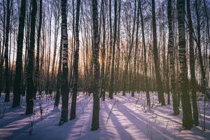 tramonto o Alba nel un' betulla boschetto con inverno neve. righe di betulla tronchi con il di sole raggi. Vintage ▾ telecamera film estetico. foto