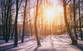 tramonto o Alba nel un' betulla boschetto con inverno neve. righe di betulla tronchi con il di sole raggi. Vintage ▾ telecamera film estetico. foto