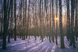 tramonto o Alba nel un' betulla boschetto con inverno neve. righe di betulla tronchi con il di sole raggi. Vintage ▾ telecamera film estetico. foto