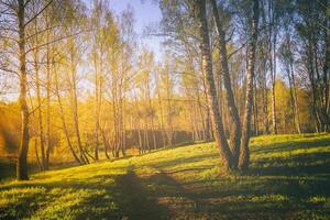 tramonto o Alba nel un' primavera betulla foresta con luminosa giovane fogliame raggiante nel il raggi di il sole. Vintage ▾ film estetico. foto