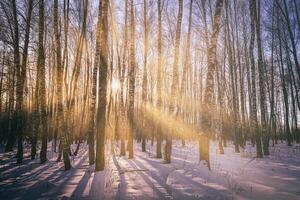 tramonto o Alba nel un' betulla boschetto con inverno neve. righe di betulla tronchi con il di sole raggi. Vintage ▾ telecamera film estetico. foto