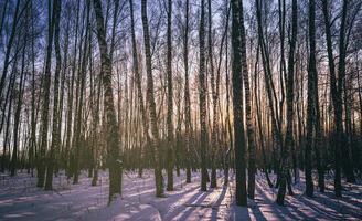 tramonto o Alba nel un' betulla boschetto con inverno neve. righe di betulla tronchi con il di sole raggi. Vintage ▾ telecamera film estetico. foto