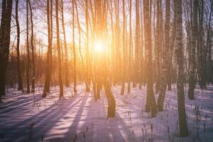 tramonto o Alba nel un' betulla boschetto con inverno neve. righe di betulla tronchi con il di sole raggi. Vintage ▾ telecamera film estetico. foto