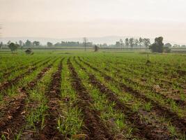 canna da zucchero piantagioni, agricolo impianti crescere su foto