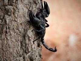 scorpione su un' albero tronco foto