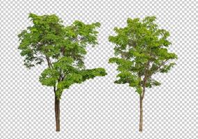 albero su trasparente sfondo con ritaglio sentiero, singolo albero con ritaglio sentiero e alfa canale foto