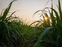 canna da zucchero piantagioni, il agricoltura tropicale pianta nel Tailandia foto