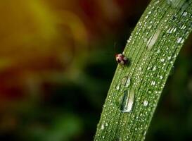 piccolo coccinella insetto su il superiore di il erba con il mattina leggero atmosfera foto