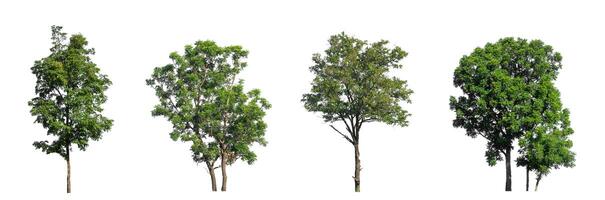 impostato di isolato alberi su bianca sfondo , il collezione di alberi foto
