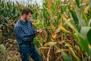 agronomo detiene tavoletta toccare tampone computer nel il Mais campo e l'esame colture prima raccolta. agribusiness concetto. agricolo ingegnere in piedi nel un' Mais campo con un' tavoletta. foto