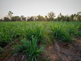 canna da zucchero piantagioni, il agricoltura tropicale pianta nel Tailandia foto