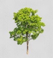 albero su trasparente immagine sfondo con ritaglio sentiero, singolo albero con ritaglio sentiero e alfa canale foto