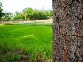 tronco di grande alberi e luce del sole nel il verde foresta foto