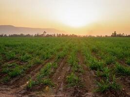 canna da zucchero piantagioni, il agricoltura tropicale pianta nel Tailandia foto