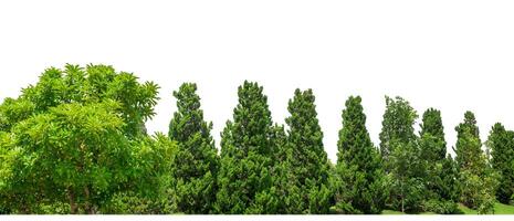 verde alberi isolato su bianca sfondo.sono foresta e fogliame nel estate per tutti e due stampa e ragnatela pagine con tagliare sentiero e alfa canale foto