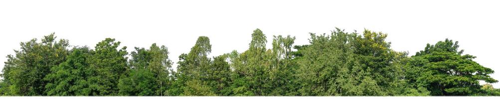 verde alberi isolato su bianca sfondo.sono foresta e fogliame nel estate per tutti e due stampa e ragnatela pagine con tagliare sentiero e alfa canale foto