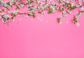 foto di primavera bianca ciliegia fiorire albero su pastello rosa sfondo. Visualizza a partire dal sopra, piatto posizione.