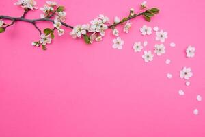 foto di primavera bianca ciliegia fiorire albero su pastello rosa sfondo. Visualizza a partire dal sopra, piatto posare