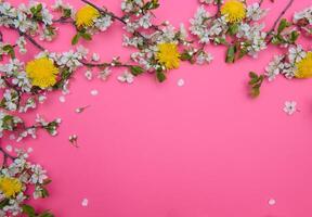 foto di primavera bianca ciliegia fiorire albero su pastello rosa sfondo. Visualizza a partire dal sopra, piatto posizione.