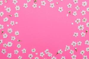 foto di primavera bianca ciliegia fiorire albero su rosa sfondo. Visualizza a partire dal sopra, piatto posizione, copia spazio. primavera e estate sfondo