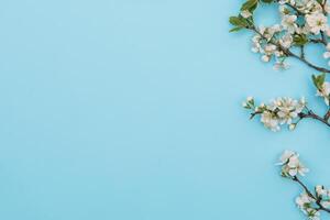 foto di primavera bianca ciliegia fiorire albero su blu sfondo. Visualizza a partire dal sopra, piatto posizione, copia spazio. primavera e estate sfondo. ciliegia fiorire su un' blu sfondo