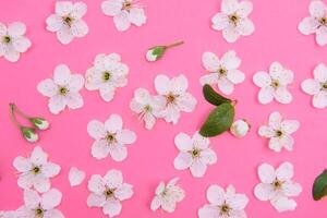 ciliegia fiori su il rosa sfondo. primavera sfondo foto