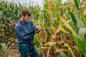 agronomo detiene tavoletta toccare tampone computer nel il Mais campo e l'esame colture prima raccolta. agribusiness concetto. agricolo ingegnere in piedi nel un' Mais campo con un' tavoletta. foto