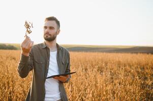 agronomo ispeziona soia Ritaglia nel agricolo campo - agro concetto - contadino nel soia piantagione su azienda agricola. foto