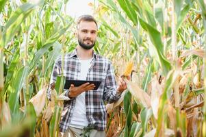 un' uomo ispeziona un' Mais campo e sembra per parassiti. riuscito contadino e agro attività commerciale. foto