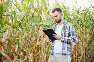 un' uomo ispeziona un' Mais campo e sembra per parassiti. riuscito contadino e agro attività commerciale. foto