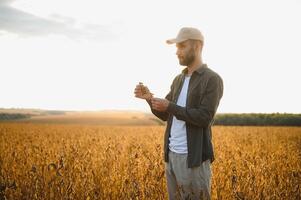 agronomo ispeziona soia Ritaglia nel agricolo campo - agro concetto - contadino nel soia piantagione su azienda agricola. foto