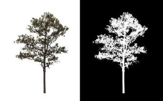albero su trasparente immagine sfondo con ritaglio sentiero, singolo albero con ritaglio sentiero e alfa canale. foto