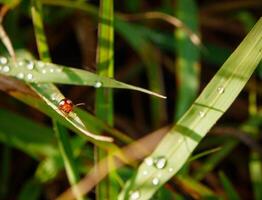 piccolo coccinella insetto su il superiore di il erba con il mattina leggero atmosfera foto