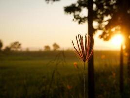 spettacolare tramonto Sopra, arancia sole crescente su al di sopra di il orizzonte foto