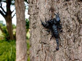 il nero scorpioni. foto