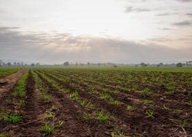 canna da zucchero piantagioni, agricolo impianti crescere su foto