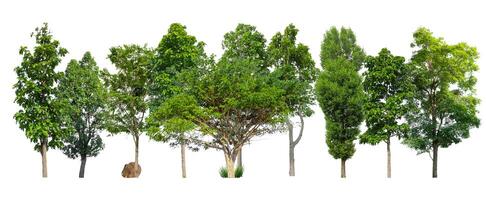 alberi verde isola isolato su bianca sfondo foto