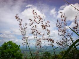 mattina erba fiori luce del sole foto