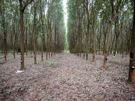 gomma da cancellare albero tronco, gomma da cancellare piantagione Tailandia foto