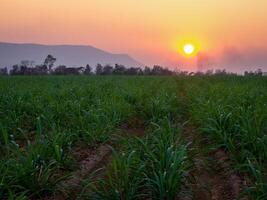 canna da zucchero piantagioni e canna da zucchero coltivazione nel il sera, tramonto foto