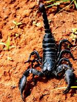 il scorpione è su il terra. foto