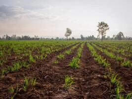 canna da zucchero piantagioni, il agricoltura tropicale pianta nel Tailandia foto