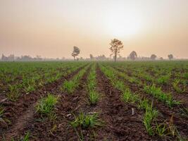 canna da zucchero piantagioni, il agricoltura tropicale pianta nel Tailandia foto