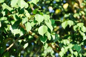 ficus benjamina io, moraceae o d'oro Figura o pianto Figura e cielo foto