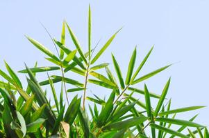 bambù, graminacee o Poaceae o bambusa arundinacea willd o spina bambù o coperto di spine bambù o bambusa volgare Schrad o pennuto bambù o dendrocalamo rigoroso necessità e cielo foto