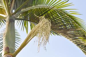 normanna Normanbyi, wodiezia biforcata ak irvine o coda di volpe palma o Arecaceae o palmae o seme di betel palma o betel Noce e cielo foto