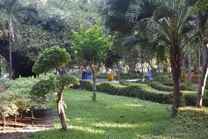 lussureggiante verde botanico giardini - alto ombreggiato alberi e pulito pavimentata percorsi con sciocchezze bidone strutture. foto