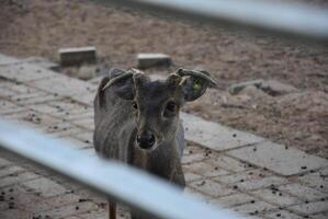 capriolo cervo in piedi nel il campo, cervo allevamento posto nel il parco foto